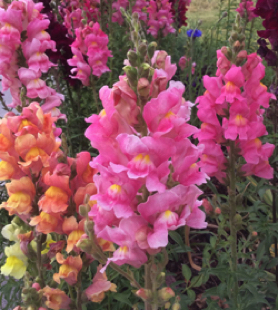 Snapdragon